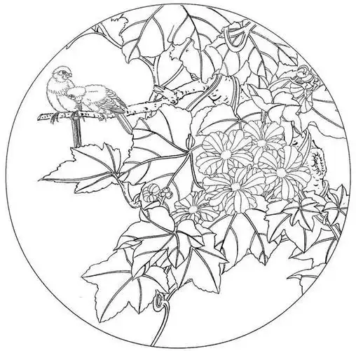 每天学一幅简笔画-38张精品花鸟工笔白描素材