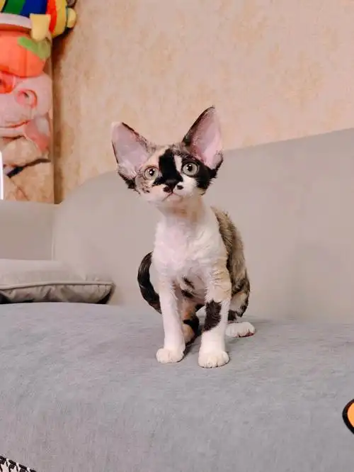 德文卷毛猫三花