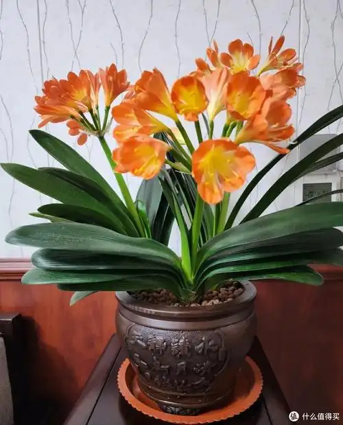 君子兰已被强行拉入黑名单,原因有三点,花友们别再养了