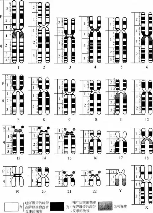 人类染色体的核型