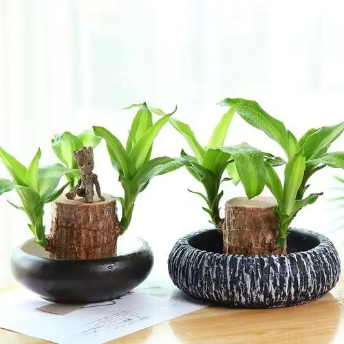 巴西小盆好养植物培绿养水景水盆栽桌面西木绿植