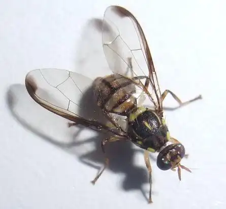 我发现了一种苍蝇与我平时看到的不一样,请问这种苍蝇的学名是什么?