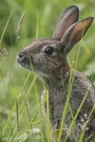 壁纸 野生兔子在草地上,灰兔 1920x1200 hd 高清壁纸, 图片, 照片