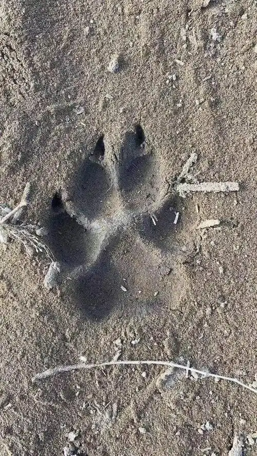 现场取证,初步判定为狼的脚印.