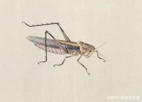 齐白石67岁还在捉虫写生,捉来虫子对着画,如今几只卖1亿