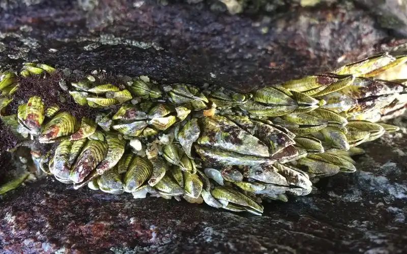 闲牛赶海发现宝藏,石头上好多稀有佛手螺,听说国外要1000多一斤