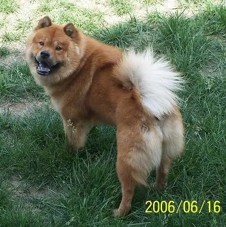 松狮串串来报名