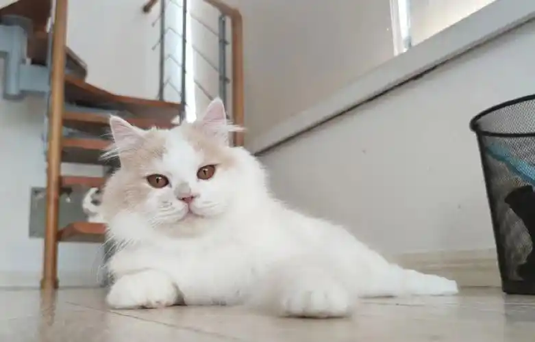 乳白长毛曼基康长腿弟弟是弟弟呀