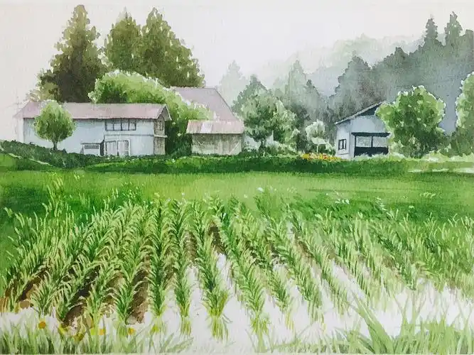 水彩风景 dream水彩 稻田