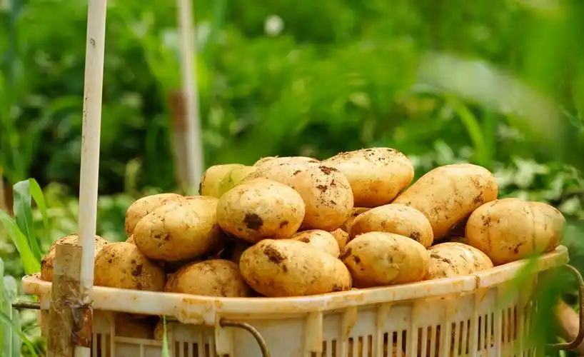 开远马铃薯家族迎来三名"新成员"_民生关注_昆明频道_云南网