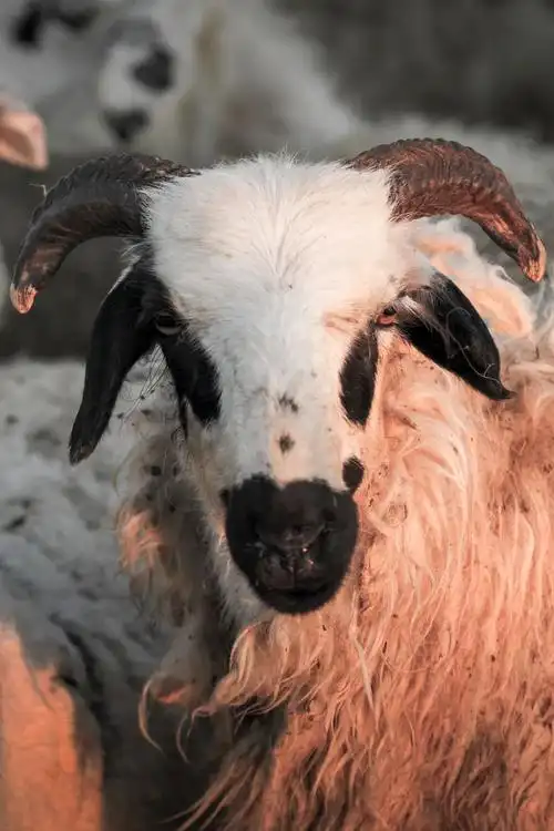 好羊排行(中国最好的羊肉,到底在哪里?) - 114知识网