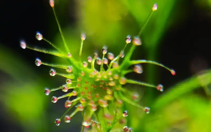 光萼球根茅膏菜开花瞬间_哔哩哔哩 (゜-゜)つロ 干杯~-bilibili