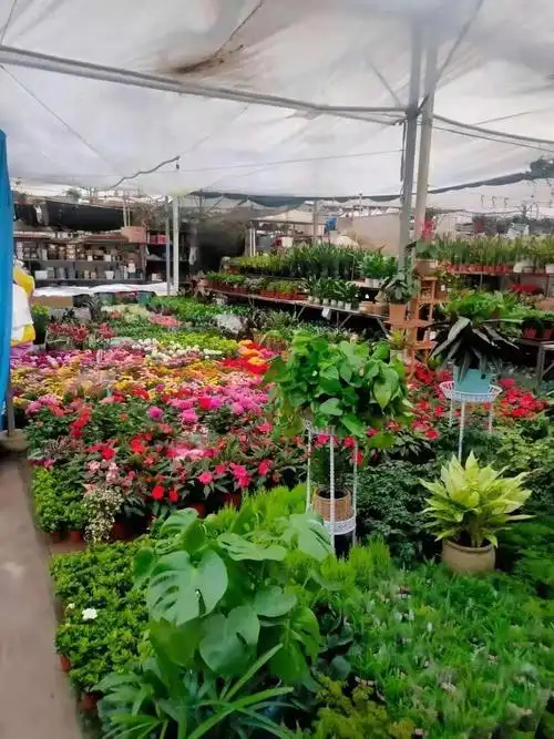 封锁和防疫隔离,生产商的货出不了棚,石家庄最大的两家花卉批发市场