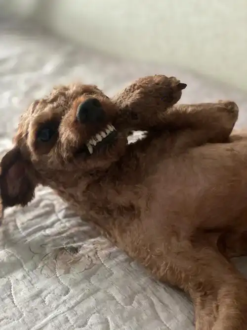 二狗子生气的样子也这么可爱