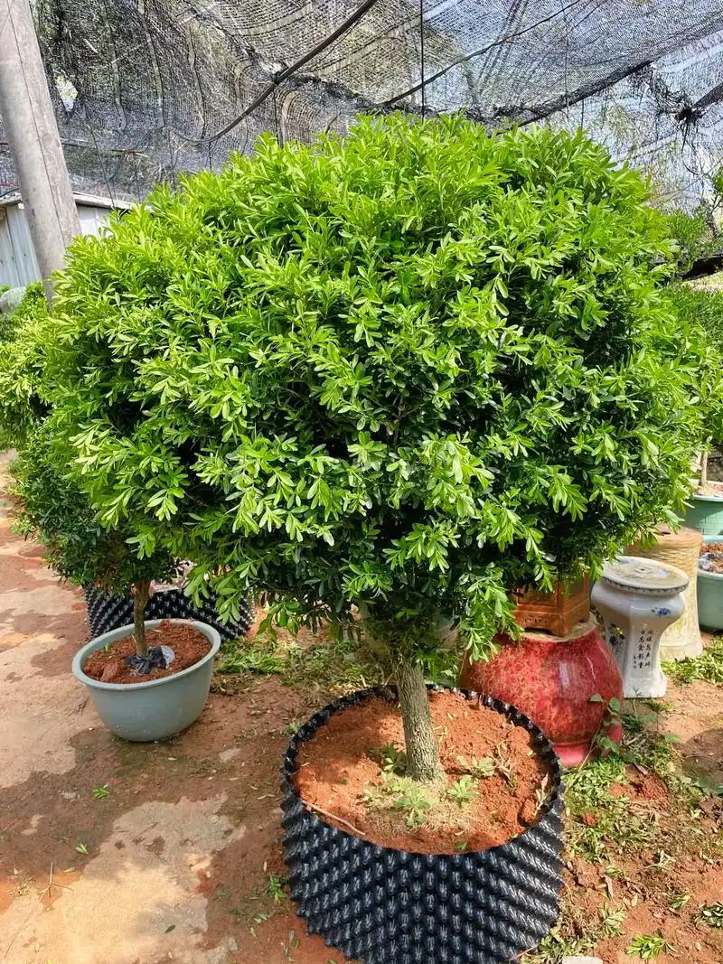 喜欢雀舌黄杨大货的,可评论区留言#别墅庭院植物 #诚信经营质 - 抖音