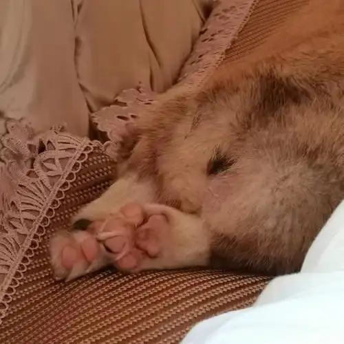 给你们看看男明星的皮燕子