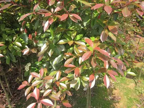 精品红叶石楠树苗 绿化苗木 景观树 园林绿化树苗