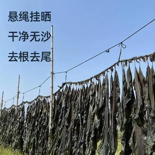 霞浦厚海带干货昆布干海带板无沙日晒福建特产级散装商用海带丝片
