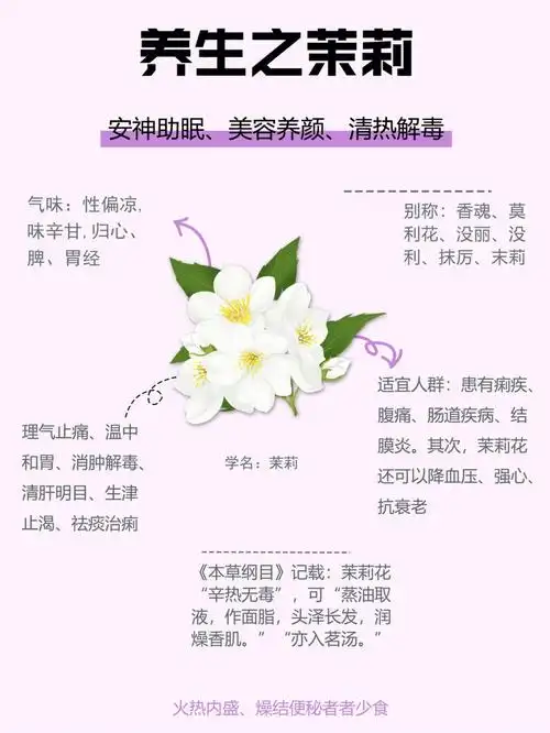 养生之茉莉