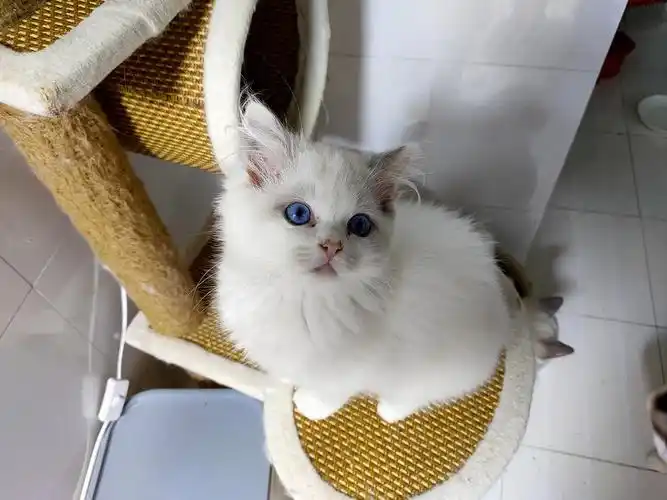 布偶猫爆毛梵色正八字脸弟弟