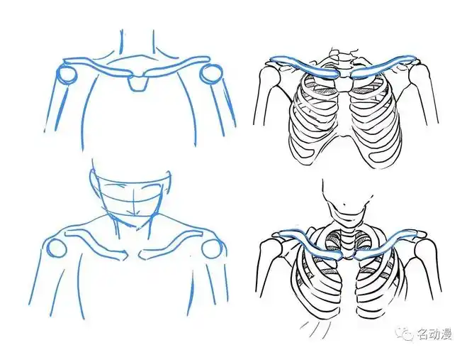 误区5:锁骨画得过直