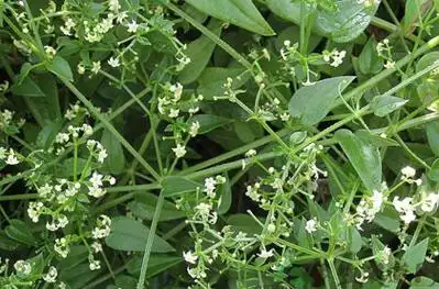 茜草的功效与作用茜草的药用价值