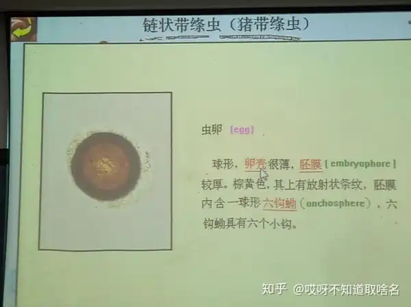 寄生虫病有多可怕? - 期权论坛