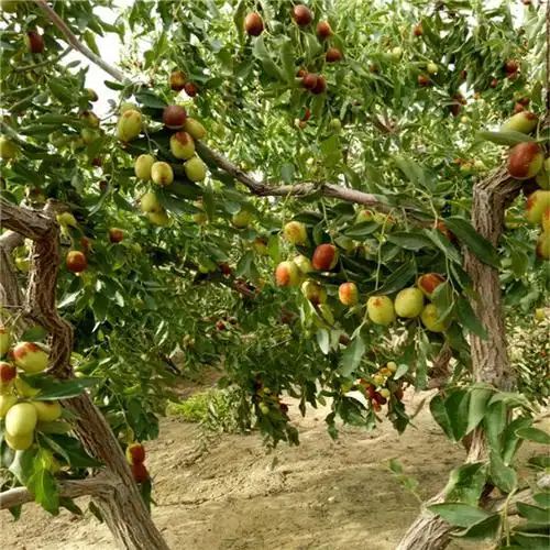 呼伦贝尔大枣树苗_枣树品种介绍