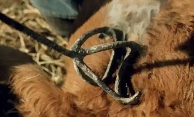 清单从品牌的起源烙印和盾牌看品牌的本质20