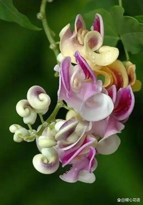 世界上最神奇的30种植物,美丽而怪异,你见过几种?