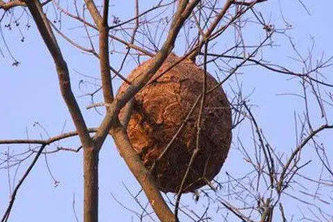 昆虫类 > 正文     蚂蜂窝是蚂蜂的巢穴,马蜂的