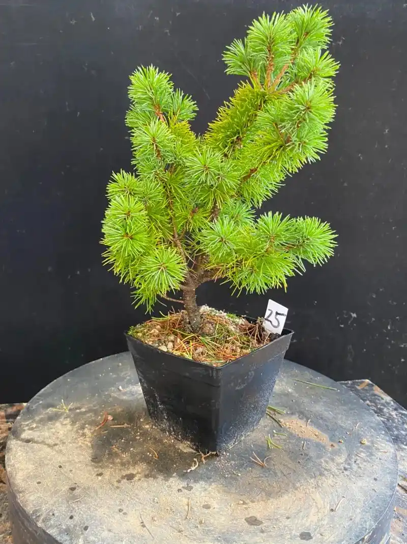 吾妻那须福娘五针松