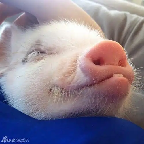 超萌小猪走红网络 百变造型进军时尚界