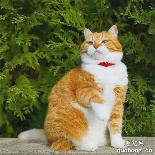 哇这只焦糖味儿的胖橘猫可爱又淡然呢