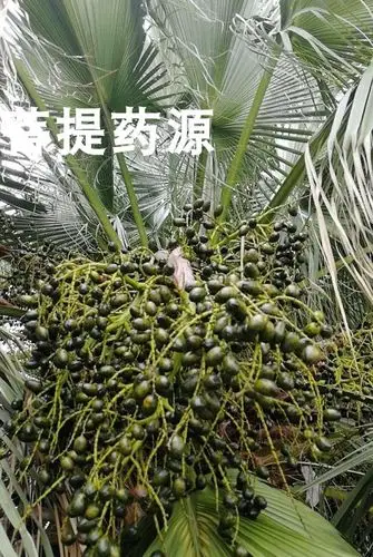 葵树中药材500g扇子籽葵扇籽蒲蒲扇种子扇叶其他药食同源食品