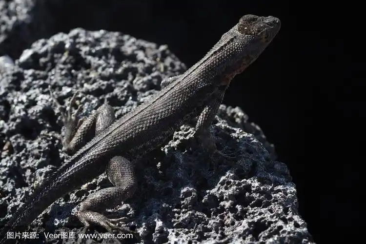 岩石上的熔岩蜥蜴