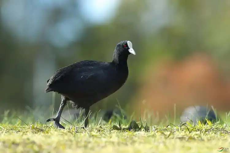 白骨顶 - 西藏版 xizang 鸟网