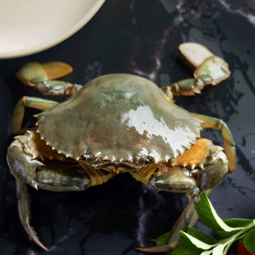 野生冷冻青蟹红膏肉蟹膏母蟹特大超大黄油蟹螃蟹2斤2只