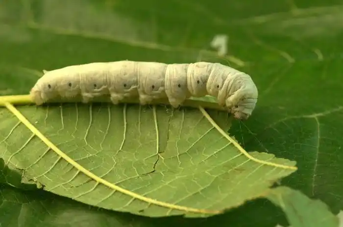 蚕宝宝你真的了解吗?蚕宝宝知识科普