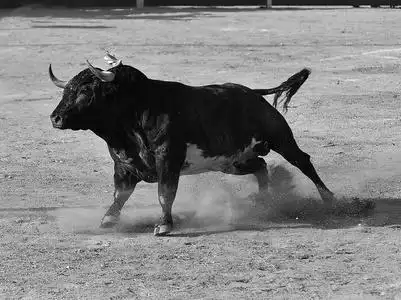 奔跑牛图片-奔跑牛素材-奔跑牛插画-摄图新视界