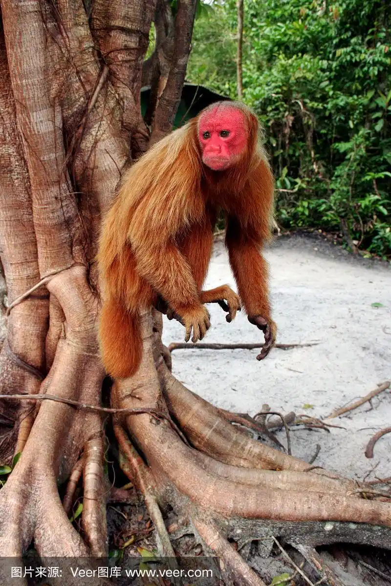 老面红耳赤的猴子