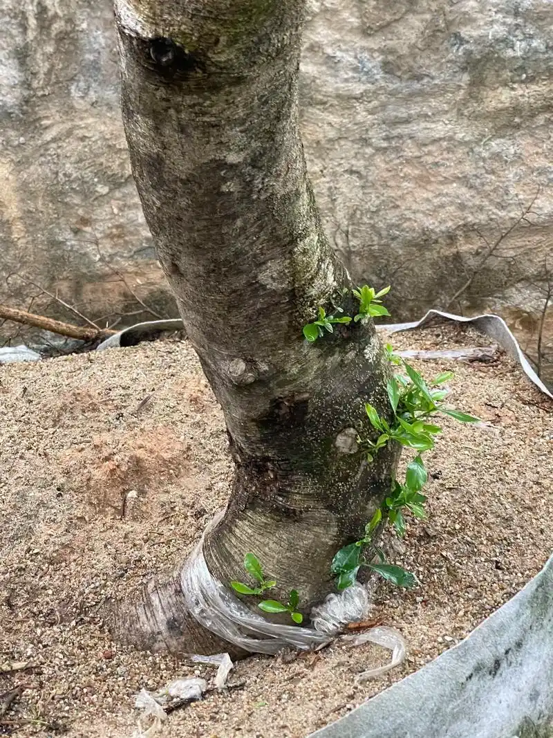 百年老桩栀子花.#大自然的馈赠 #栀子花 #百年老树 #别墅 - 抖音