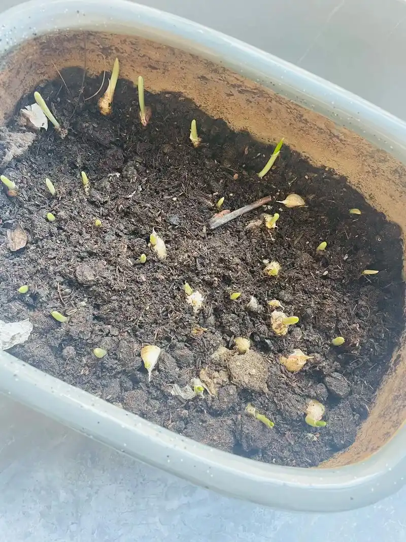 种子发芽 #种植的乐趣 无意间发现我家大蒜出芽了,心血来潮 - 抖音