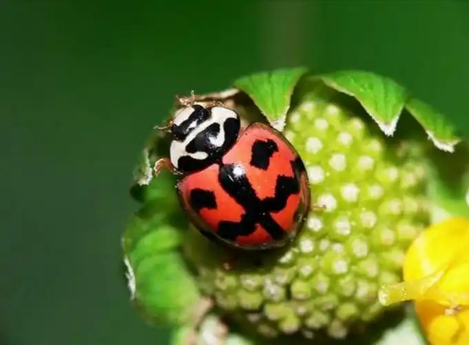 大红瓢虫是益虫还是害虫(瓢虫现身花园,植物小卫士入驻?