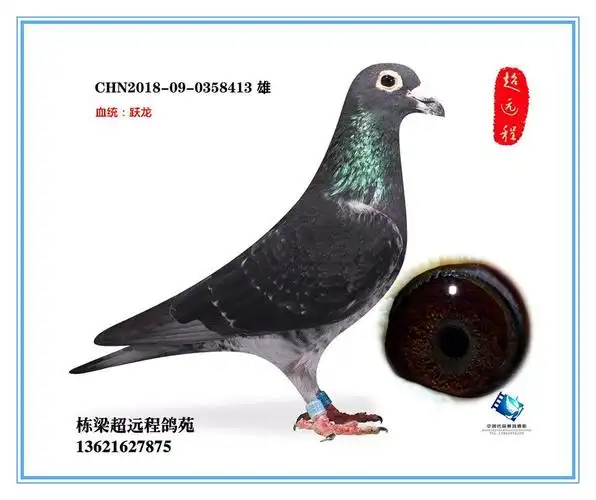 上海栋梁超远程鸽苑