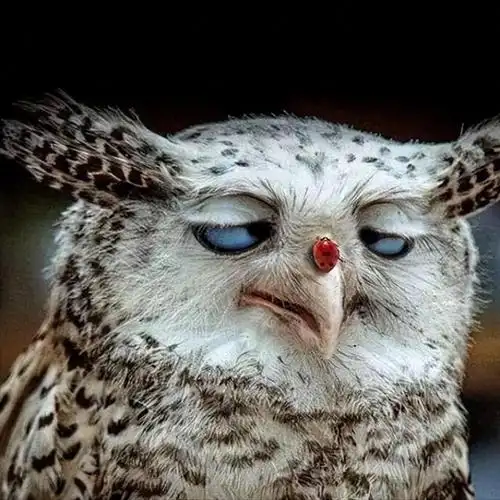 看这只猫头鹰,它变成了斗鸡眼,仿佛在挑战自己的颜值极限.
