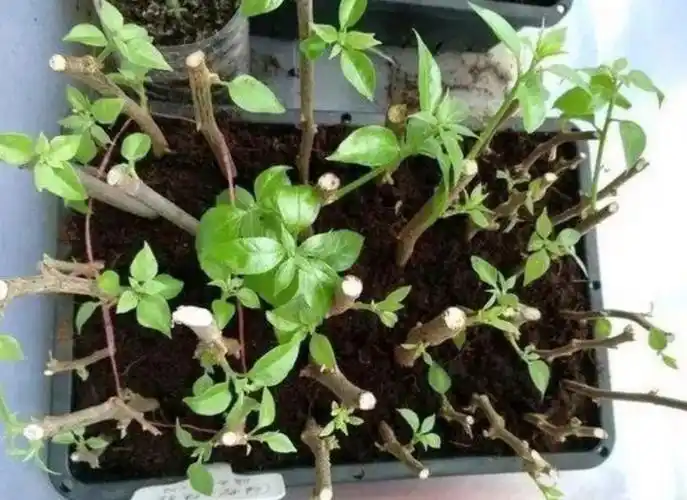 三角梅不好扦插,用1种简单方法,20天长满粗壮根