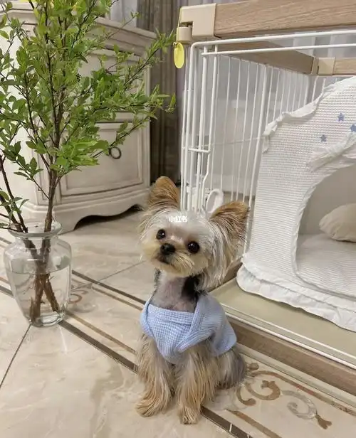 约克夏哈利短装真香