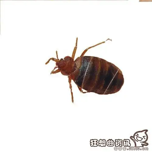 臭虫与蜱虫有什么区别被臭虫和蜱虫咬伤后应该怎么做