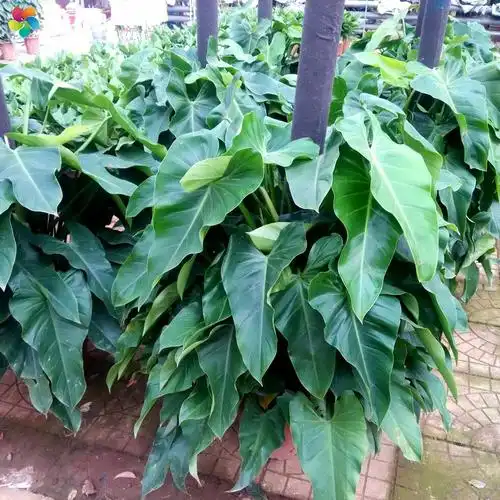 绿宝石喜林芋这样的植物为什么买不到幼苗呢?想买些幼苗自己慢慢养大